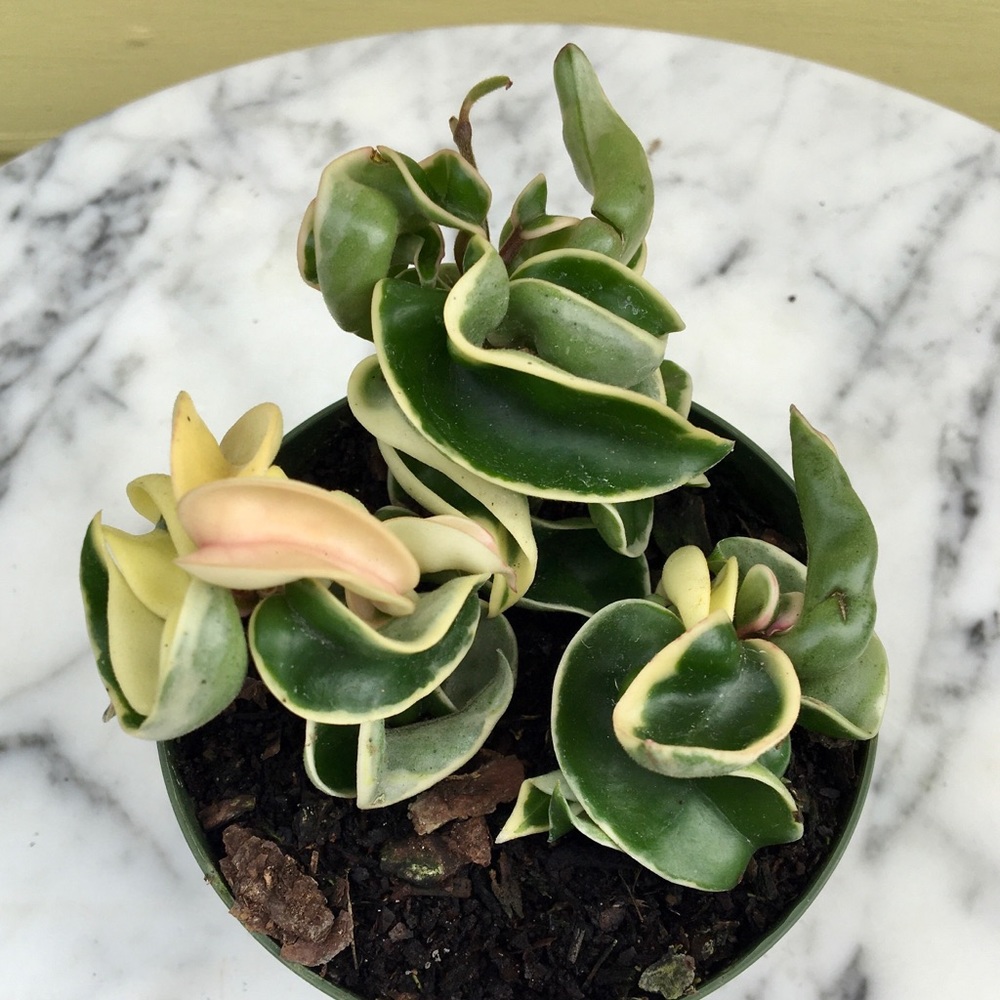 Hoya Hindu Rope Variegated